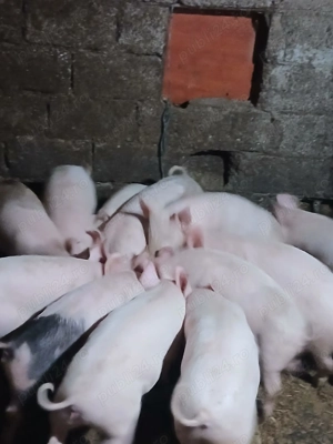 Vand porci si purcei - imagine 3