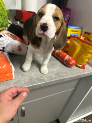 Beagle,cadoul de craciun - imagine 5