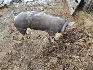 Vand Scrofita de reproductie rasa Pietran  - imagine 2