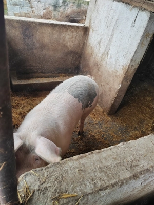 Vand porci 170kg,160kg - imagine 2