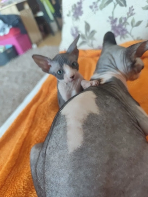 Pisoiasi sphynx deosebiti - imagine 2