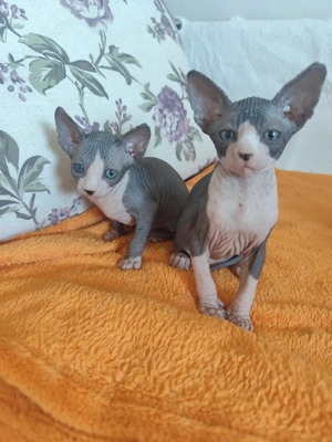 Pisoiasi sphynx deosebiti - imagine 5