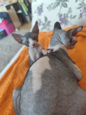 Pisoiasi sphynx deosebiti - imagine 3