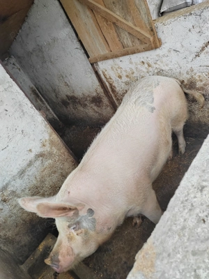 Vand porci 170kg,160kg - imagine 3