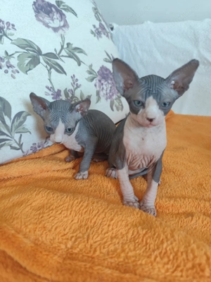 Pisoiasi sphynx deosebiti - imagine 4