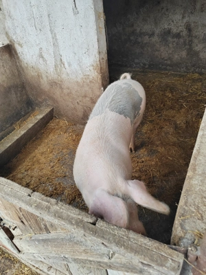 Vand porci 170kg,160kg - imagine 4