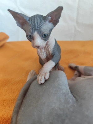 Pisoiasi sphynx deosebiti