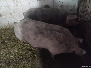 de vanzare doi porci de carne 135kg 14 lei kg  - imagine 2