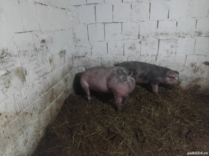 de vanzare doi porci de carne 135kg 14 lei kg  - imagine 3