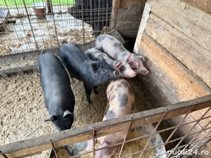 Purcei de vanzare - imagine 2