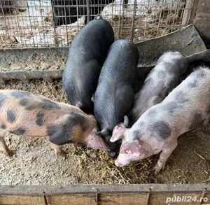 Purcei de vanzare - imagine 3