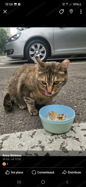 Leia, o fetita frumoasa, sterilizata, vaccinata si deparazitata isi cauta familie iubitoare - imagine 2