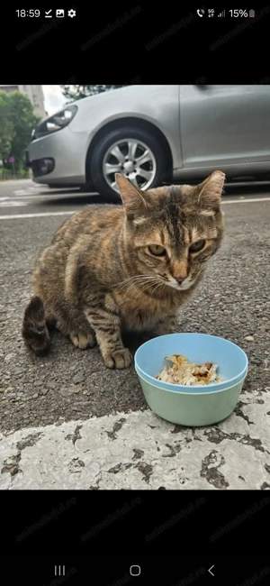 Leia, o fetita frumoasa, sterilizata, vaccinata si deparazitata isi cauta familie iubitoare - imagine 3