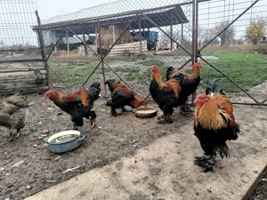 Cocoși brahma potârnichiu  - imagine 2