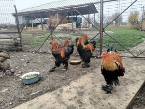 Cocoși brahma potârnichiu  - imagine 3