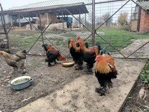 Cocoși brahma potârnichiu  - imagine 5