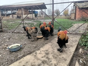 Cocoși brahma potârnichiu  - imagine 4