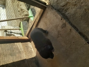 Donație Hinova  - imagine 3