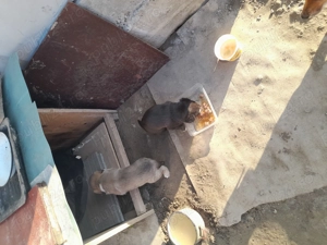 Donație Hinova  - imagine 2