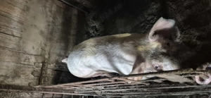 Vand purcei 10 saptamani  2 luni jumatate - imagine 3