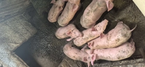 Vand purcei 10 saptamani  2 luni jumatate - imagine 2