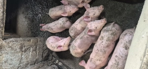 Vand purcei 10 saptamani  2 luni jumatate