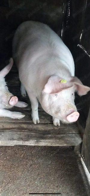 Porc de vanzare 