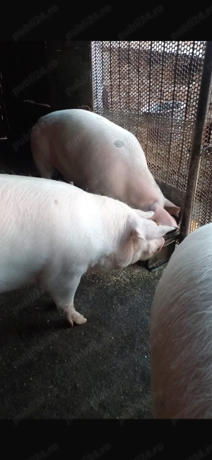 Porc de vanzare  - imagine 3