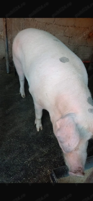 Porc de vanzare  - imagine 4