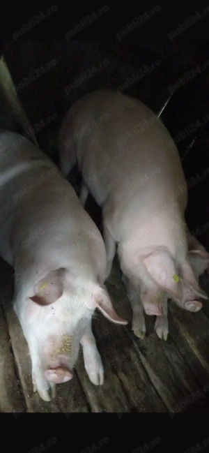Porc de vanzare  - imagine 2
