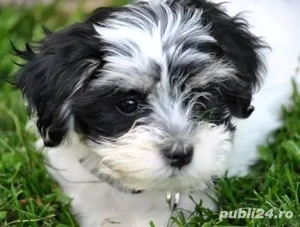 Bichon havanez talie mica - imagine 2