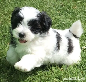Bichon havanez talie mica - imagine 3
