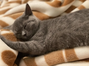 Pisica British shorthair de vanzare - imagine 3