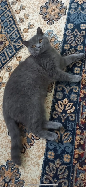 Pisica British shorthair de vanzare - imagine 4