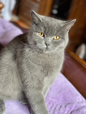 Pisica British shorthair de vanzare - imagine 2