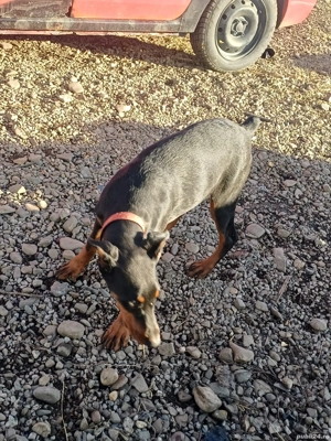 doberman femela - imagine 3