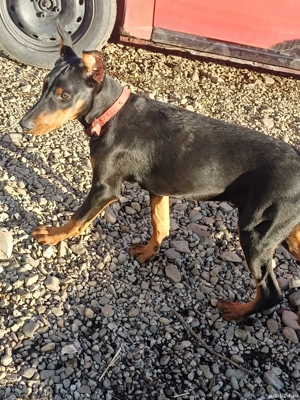 doberman femela - imagine 5