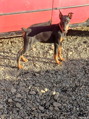 doberman femela - imagine 4