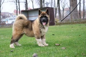  Femela American akita pedigree  - imagine 4