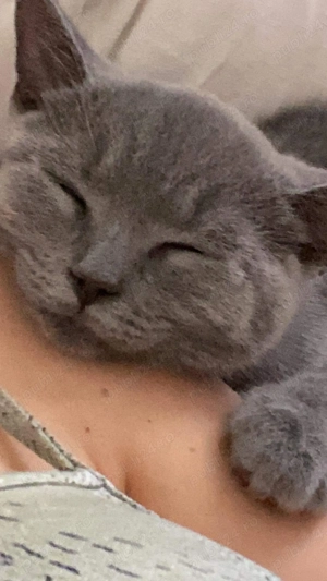 Pisica British shorthair de vanzare - imagine 5