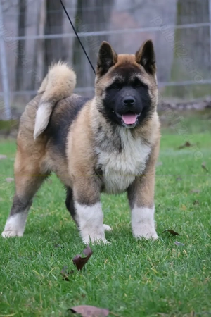 Femela American akita pedigree  - imagine 3