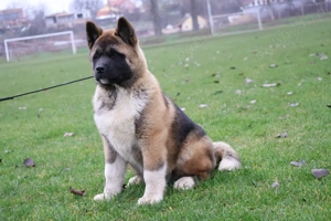  Femela American akita pedigree  - imagine 2