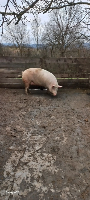 Vând porc bio-Tebea