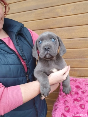Vând Cane Corso! - imagine 3