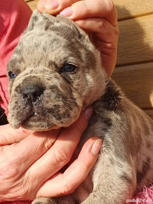 Vând Cane Corso!