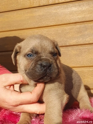 Vând Cane Corso! - imagine 4