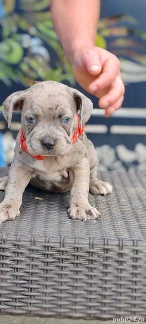 Buly xxl disponibil - imagine 2