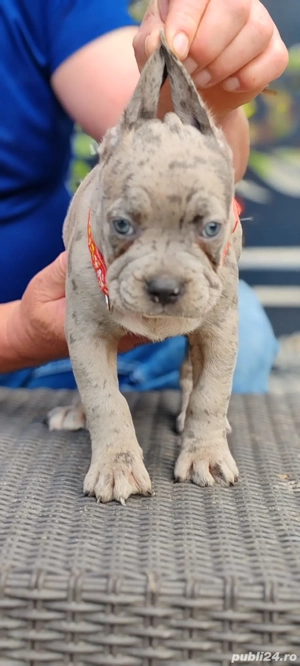 Buly xxl disponibil - imagine 4