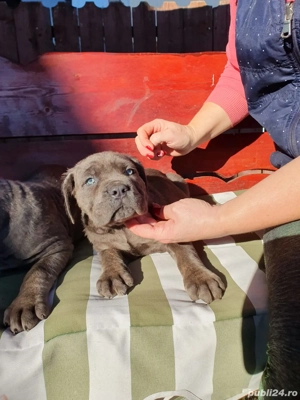 vând cane coro - imagine 2