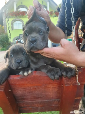 vând cane coro - imagine 3